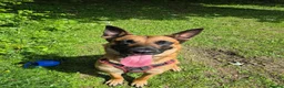 Belgian Shepherd Dog dogs for stud: Belgian Shepherd Dog For Stud - Advert 3