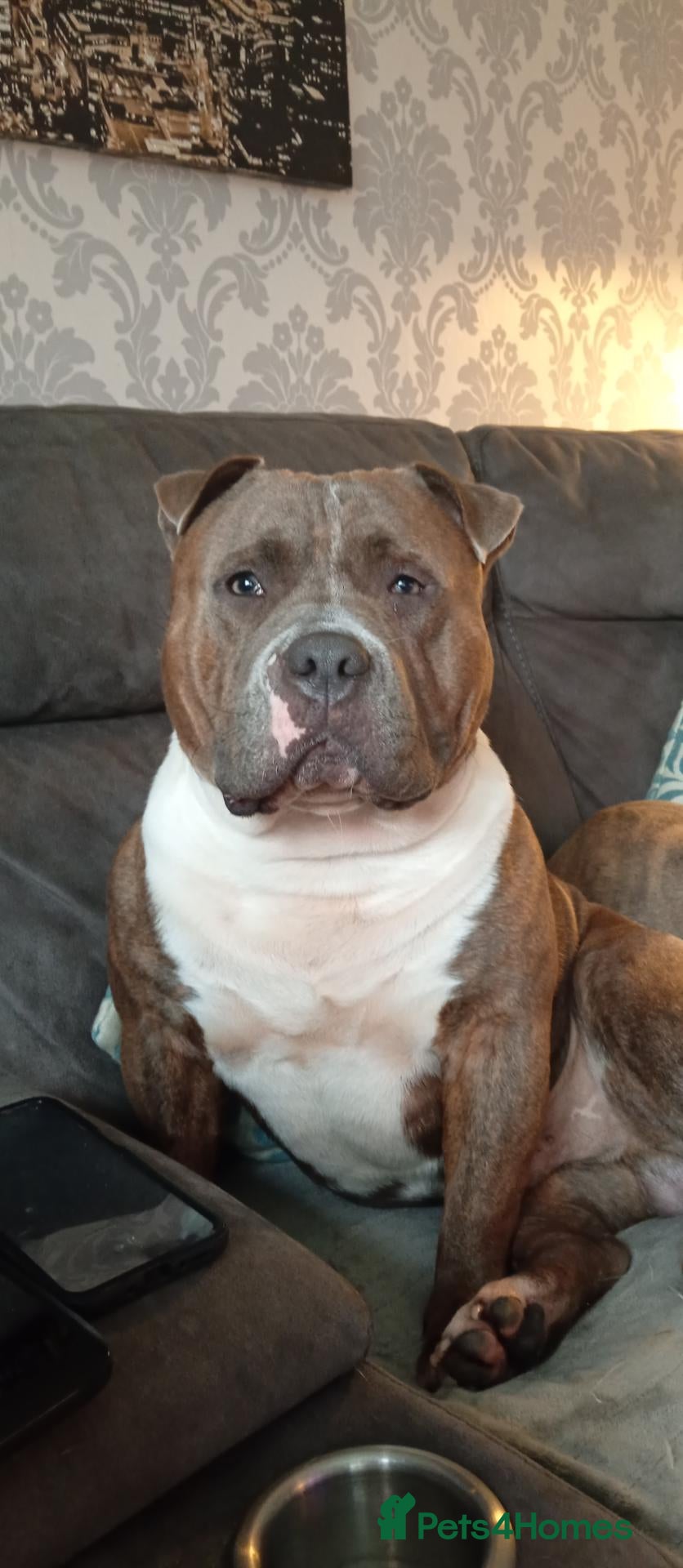 American Bully dogs for stud: Pocket bully up for stud - Advert 15