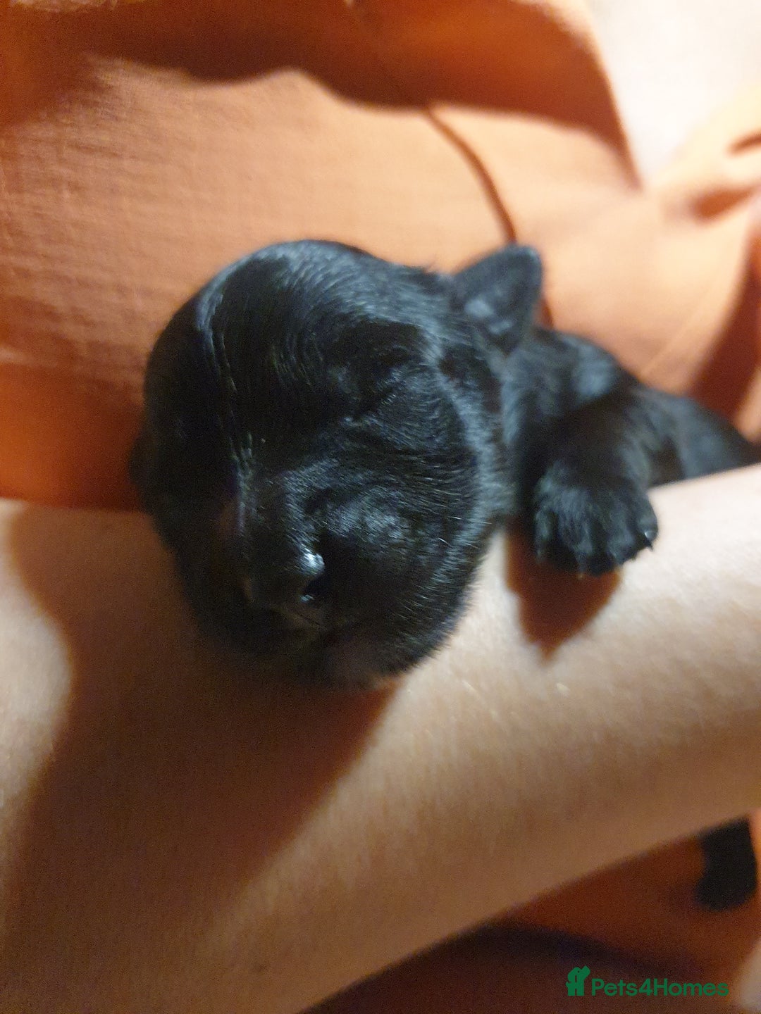 Jackapoo dogs for sale: Jackapoo x Asian toy poodle F1B - Image 8