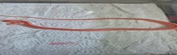 Corn Snake reptiles for sale: Baby corn snakes for sale  - Advert 16