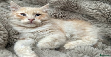 Siberian cats - Advert 15