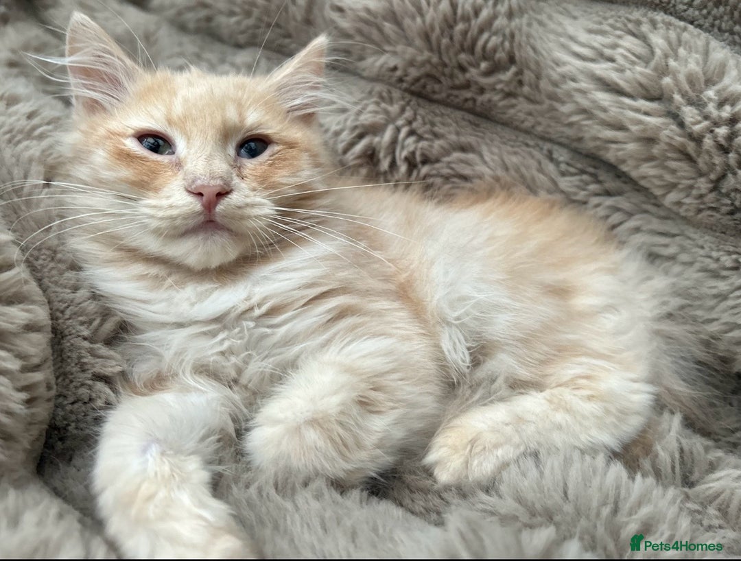 Siberian cats for sale: Beautiful kittens for 5* homes - Image 3