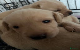 Cockerdor dogs for sale: Fox Red & Golden Labrador cross Cockerdor Puppies  - Image 12