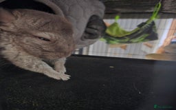 Chinchilla rodents for sale: Gorgeous Hetero beige and standard  kits  - Image 13