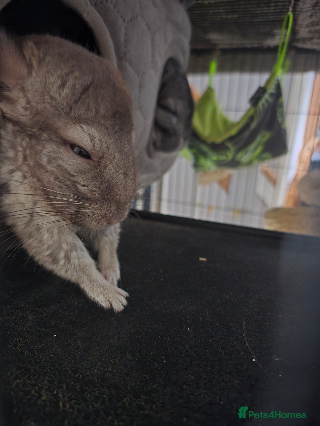 Chinchilla rodents for sale: Gorgeous Hetero beige and standard  kits  - Image 13