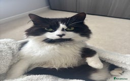 Mixed Breed cats for sale: Hugo  - Image 6