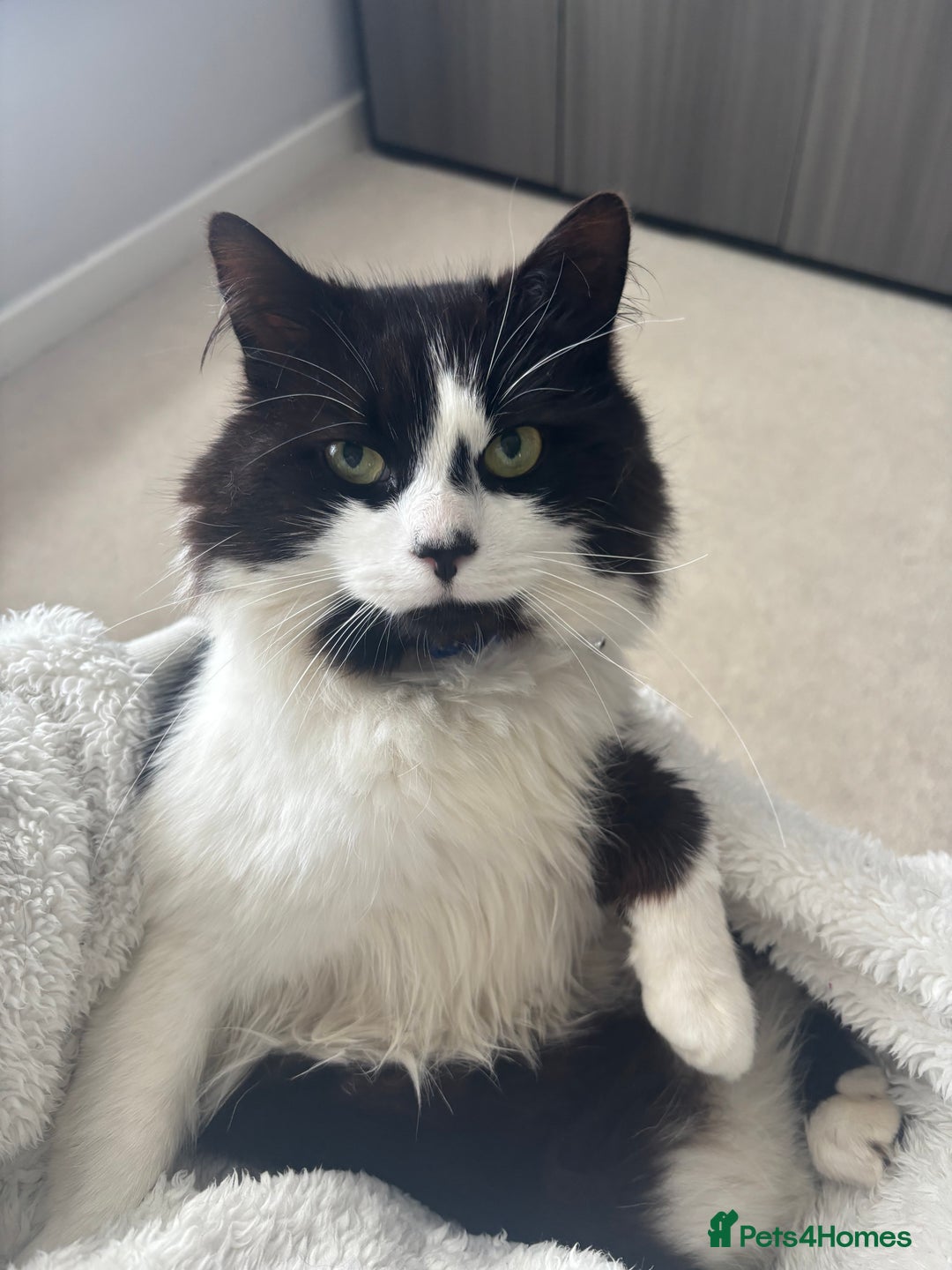 Mixed Breed cats for sale: Hugo  - Image 6