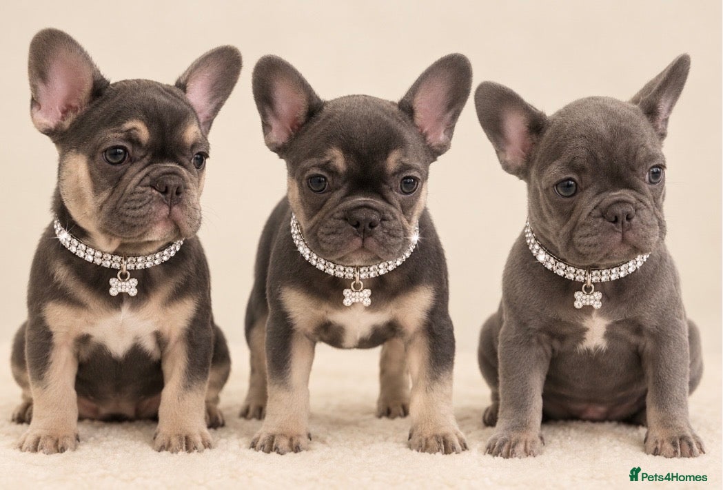 French Bulldog dogs French bulldog puppies- ready now last 3 - Advert 1