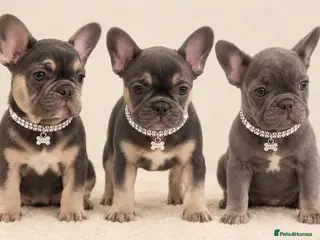 French Bulldog dogs French bulldog puppies- ready now last 3 - Advert 1