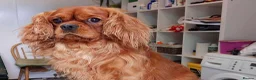 Cavapoo dogs for sale:  ⭐️Precious cavapoos F1B⭐️ in Maryport - Advert 4