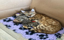 Bengal cats for sale: Health Tested TICA 🩷Bengal female kittens  - Image 3