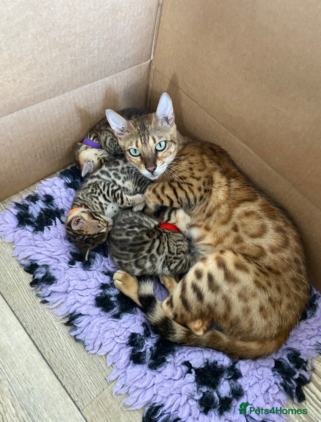 Bengal cats for sale: Health Tested TICA 🩷Bengal female kittens  - Image 3
