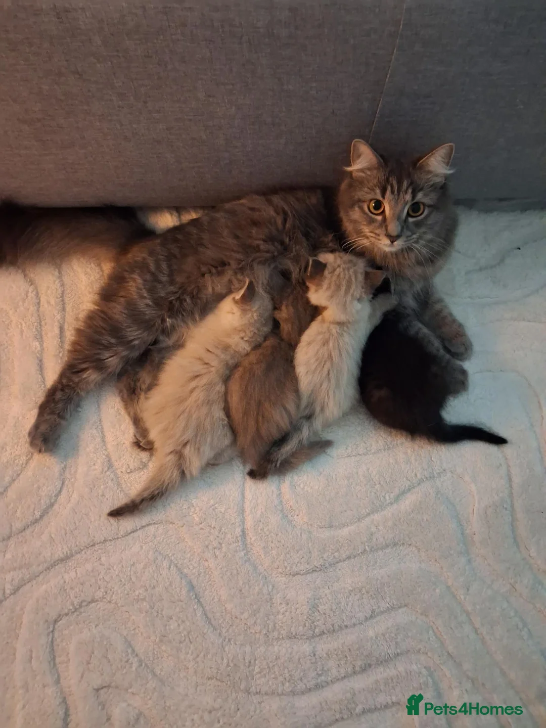 Ragdoll cats for sale: Ragdoll cross kittens  - Advert 1