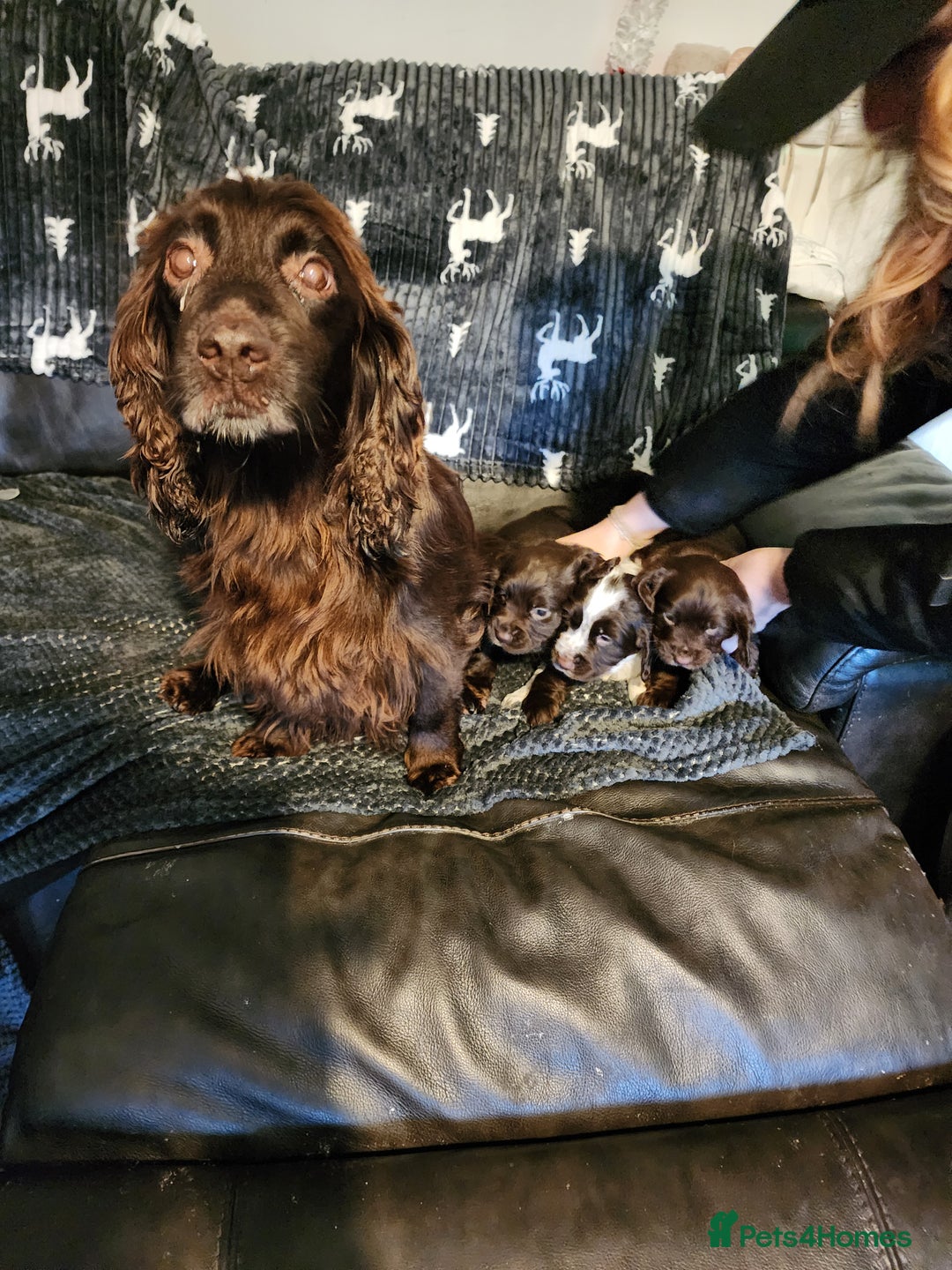 Sprocker dogs for sale: Sprocker pups - Advert 7