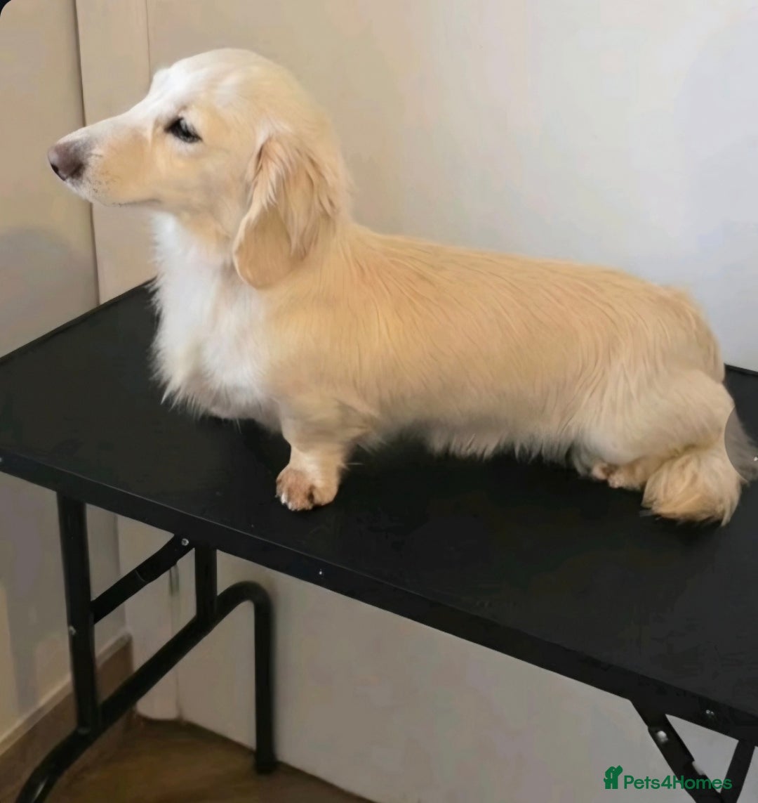 Miniature Dachshund dogs for sale: Exceptional KC White Cream Minature Dachshund  - Advert 6