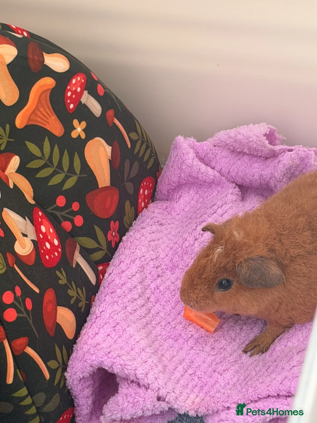 Guinea Pig rodents for sale: Teddy Guinea pigs  - Advert 2