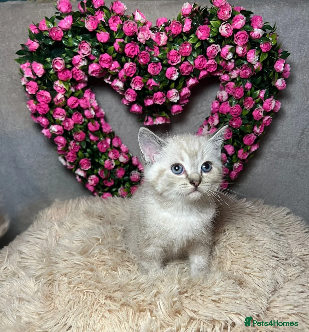 Mixed Breed cats for sale: 6 cute blue-eyed Ragdoll and BSH mix kittens  - Advert 22