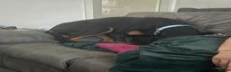Mixed Breed dogs for sale: Dobbie my baby Dobermann - Advert 7