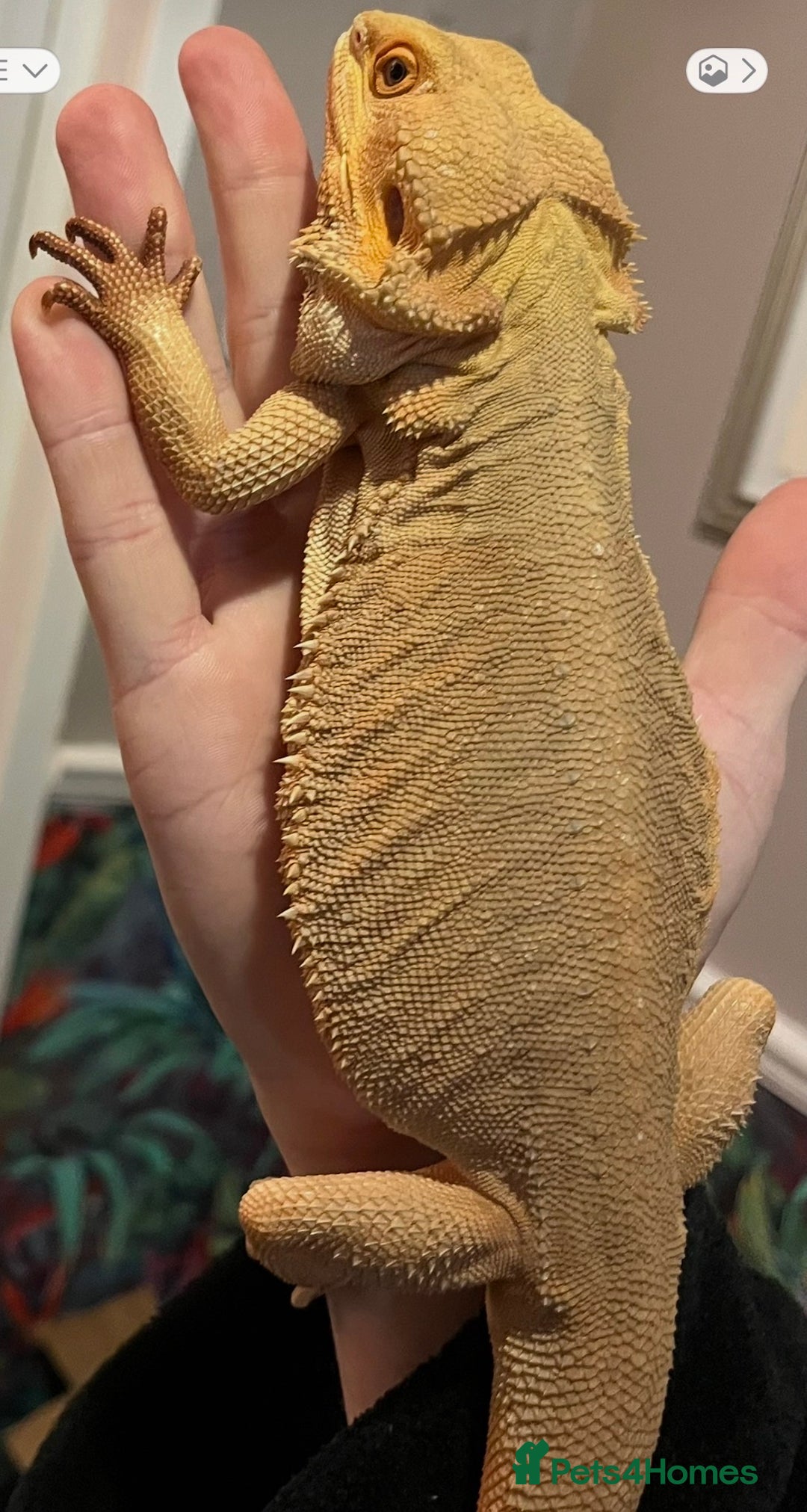 Bearded Dragon reptiles for sale: Witblit bearded dragons adult male - Advert 3