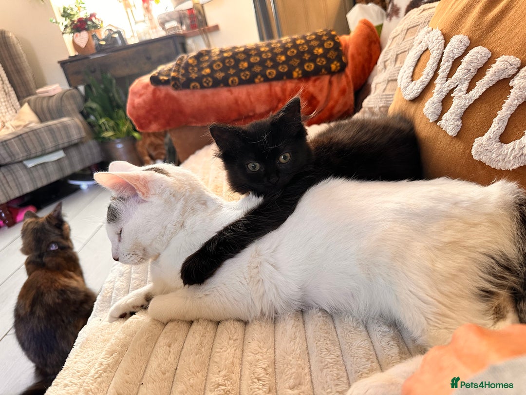 Mixed Breed cats for sale: Super fluffy female kitten - Advert 5