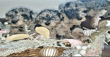 Mixed Breed dogs STUNNING FOODLE PUPPIES - Advert 13