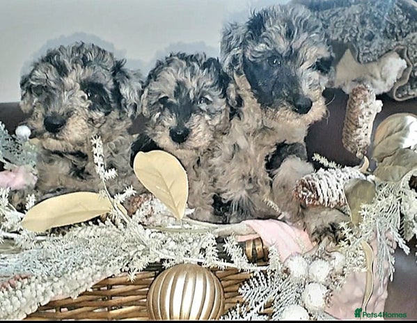 Mixed Breed dogs STUNNING FOODLE PUPPIES - Advert 1