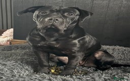 Cane Corso dogs for sale: Female cane corso 10 months  - Image 5