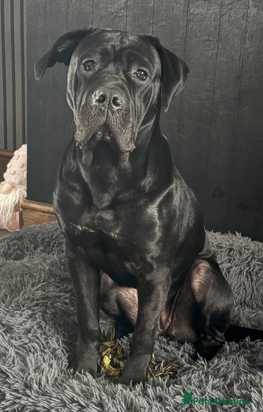 Cane Corso dogs for sale: Female cane corso 10 months  - Image 5