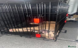 American Bully dogs for sale: American pocket bully female  - Image 4