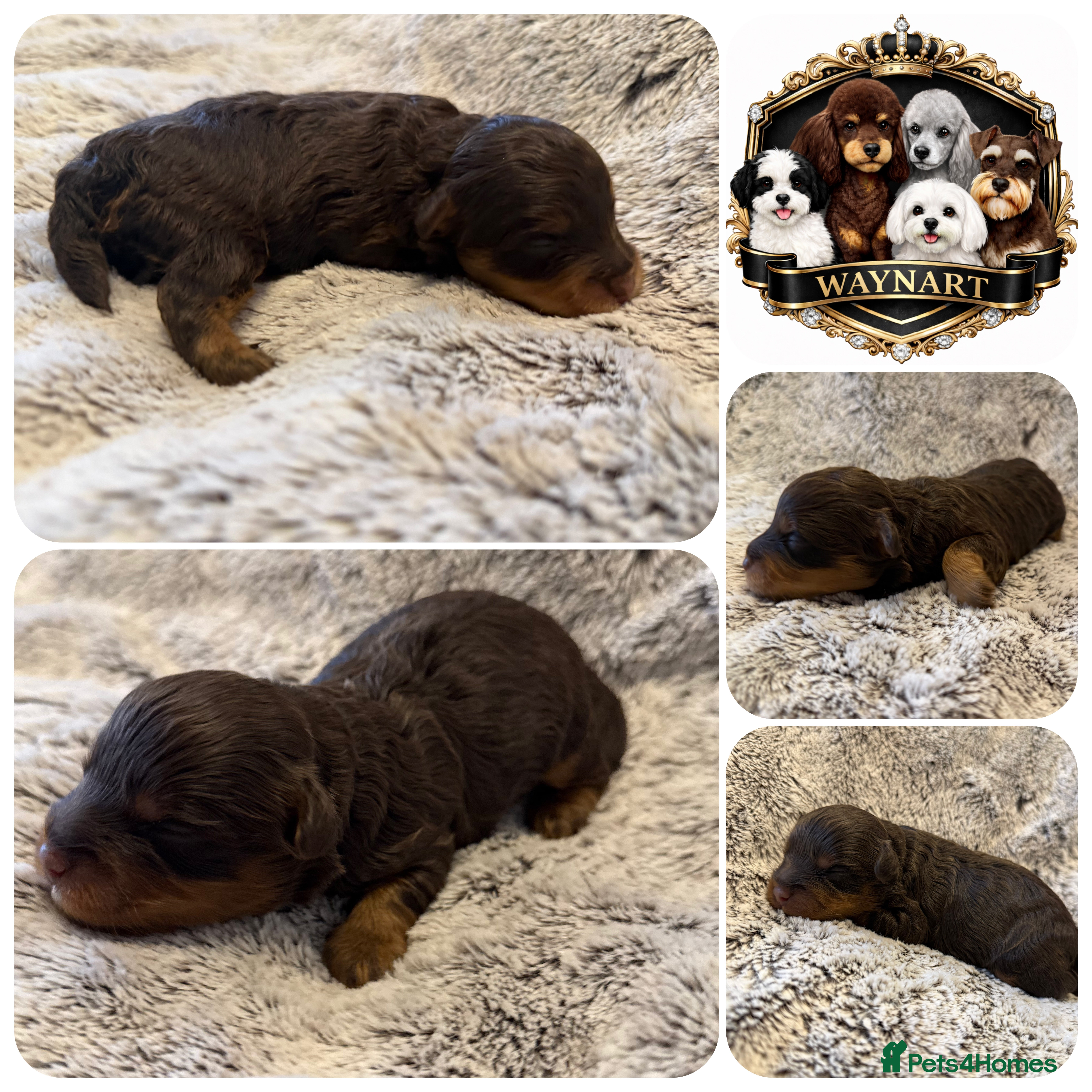 Schnoodle dogs OUTSTANDING COLOURED TOY SCHNOODLES DNA CLEAR  - Advert 2