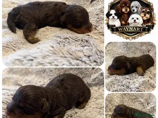 Schnoodle dogs OUTSTANDING COLOURED TOY SCHNOODLES DNA CLEAR - Advert 2