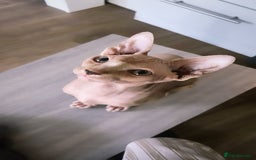 Sphynx cats for sale: Male Sphinx available  - Image 1
