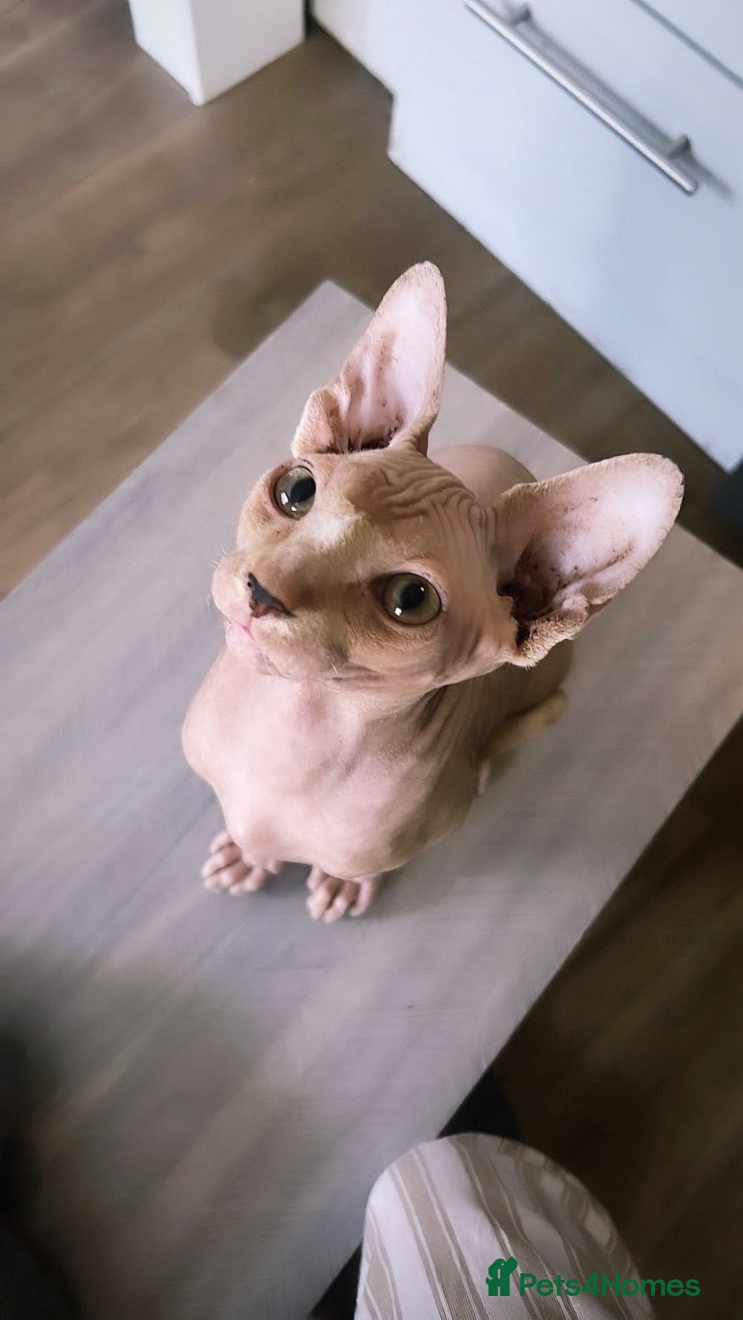 Sphynx cats for sale: Male Sphinx available  - Image 1
