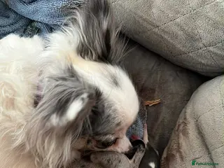 Chihuahua dogs 3 chihuahua boys - Advert 3