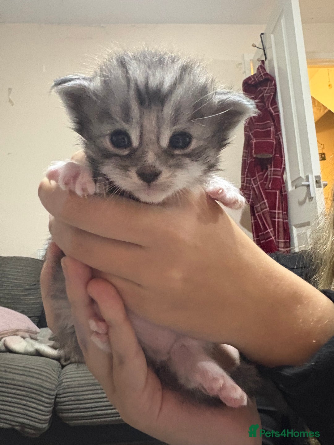 Maine Coon cats for sale: Beautiful Black/silver mackerel  tabby Maine coons - Advert 6