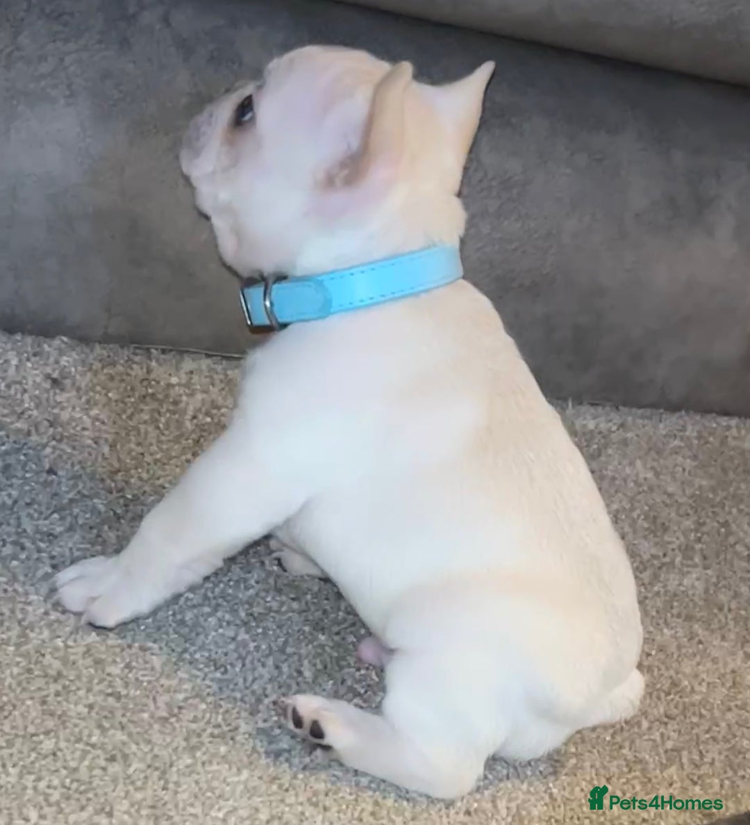 French Bulldog dogs for sale: French fries due to leave 3rd January  - Advert 15