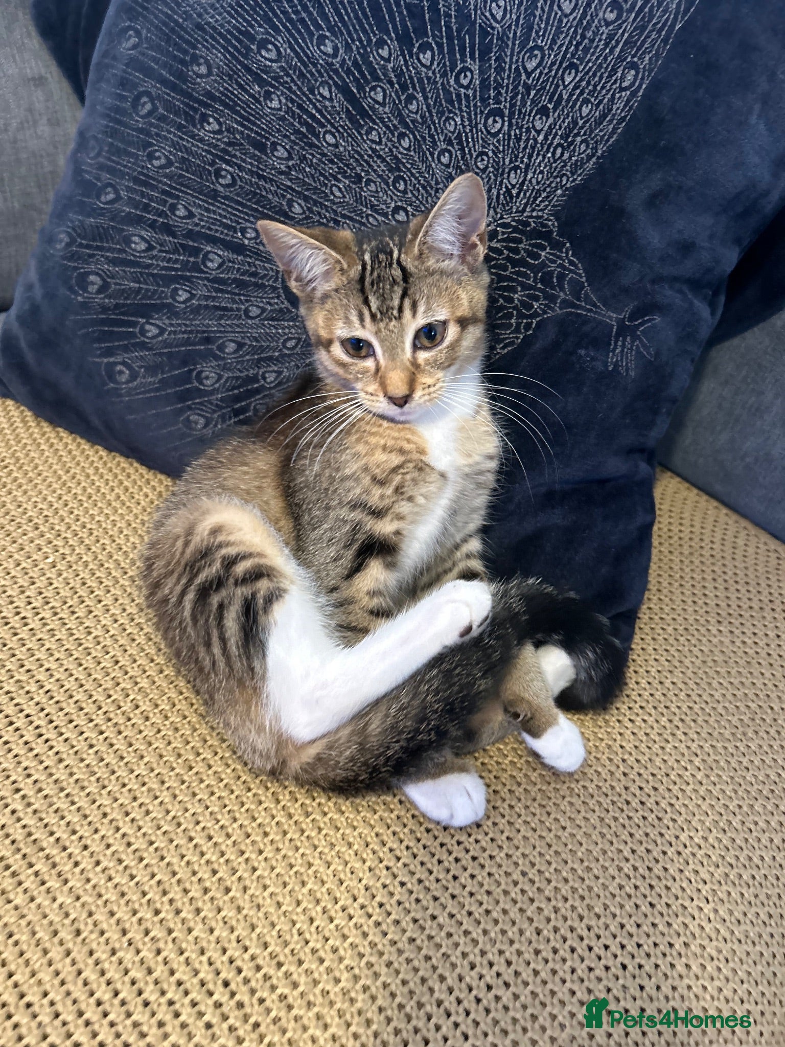 Mixed Breed cats 🚨KITTENS URGENTLY NEEDING HOMES!!!🚨REDUCED - Advert 1