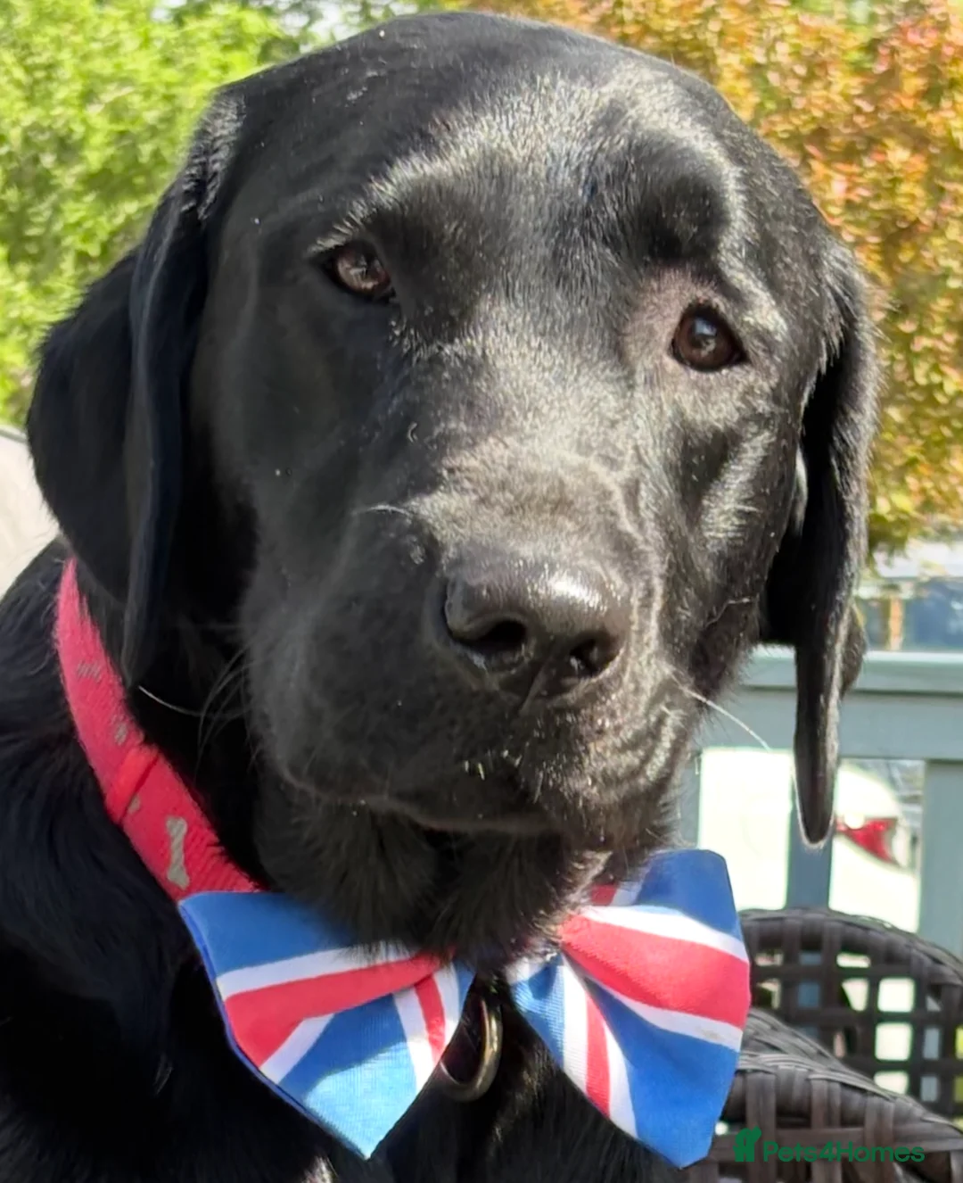 Labrador Retriever dogs for sale: WE ARE PREGNANT - Advert 4