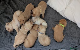 Labrador Retriever dogs for sale: Gorgeous Yellow Labrador Puppies - Image 1