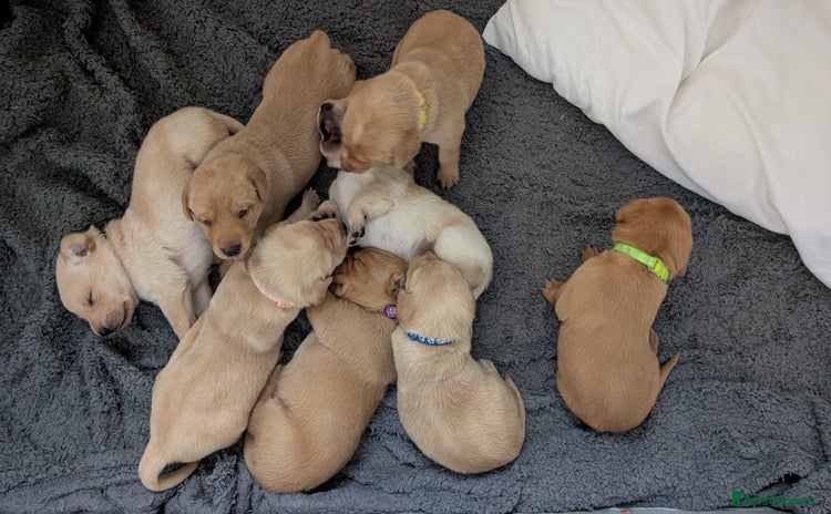 Labrador Retriever dogs - Advert 1