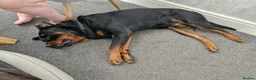 Rottweiler dogs for sale: 2 year old male rottweiler  - Advert 2