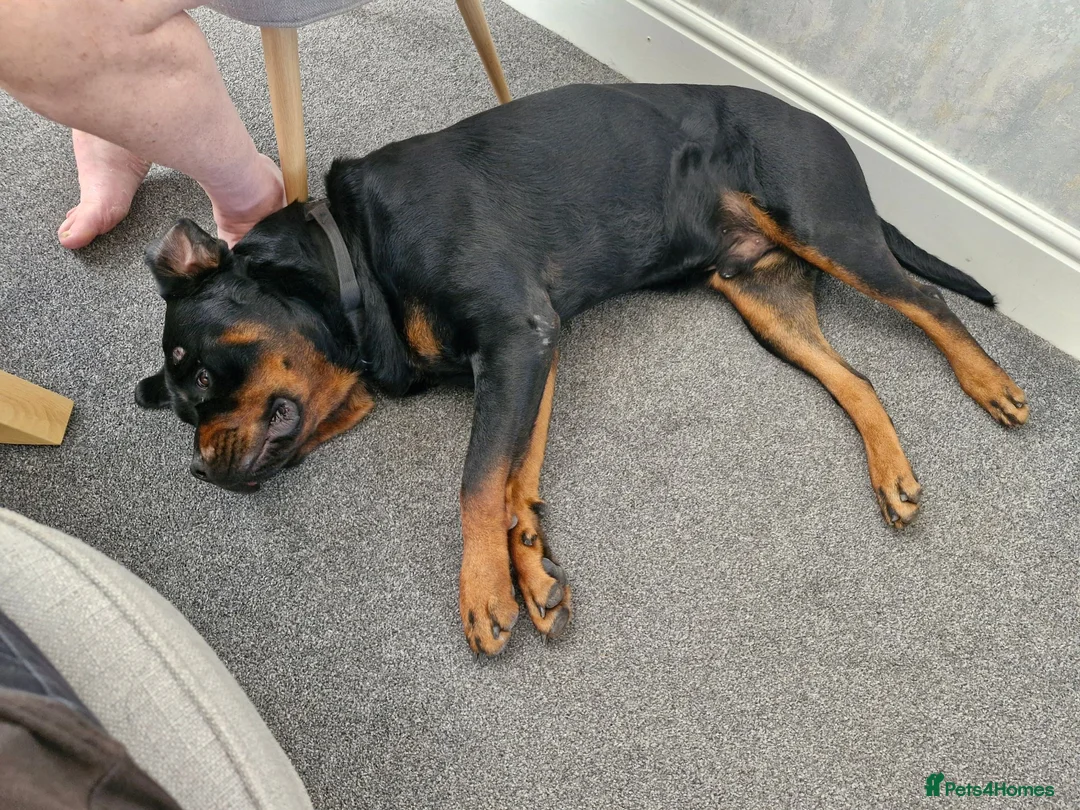 Rottweiler dogs for sale: 2 year old male rottweiler  - Advert 2