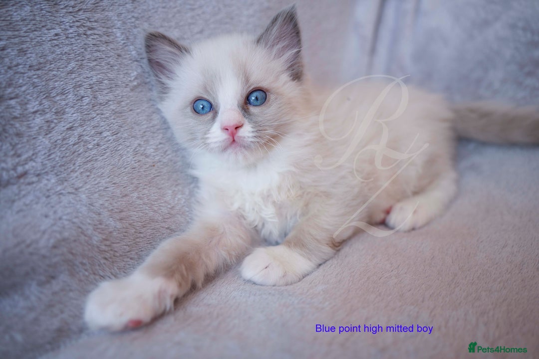 Ragdoll cats for sale: Stunning GCCF Registered Heart Melting Affection - Image 27