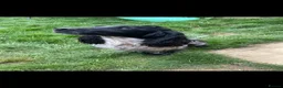 Mixed Breed dogs for sale: 5 beautiful cockerpoo  puppies. - Advert 1