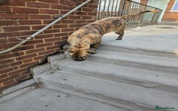 Presa Canario dogs for sale: Presa Canario Male  - Image 10