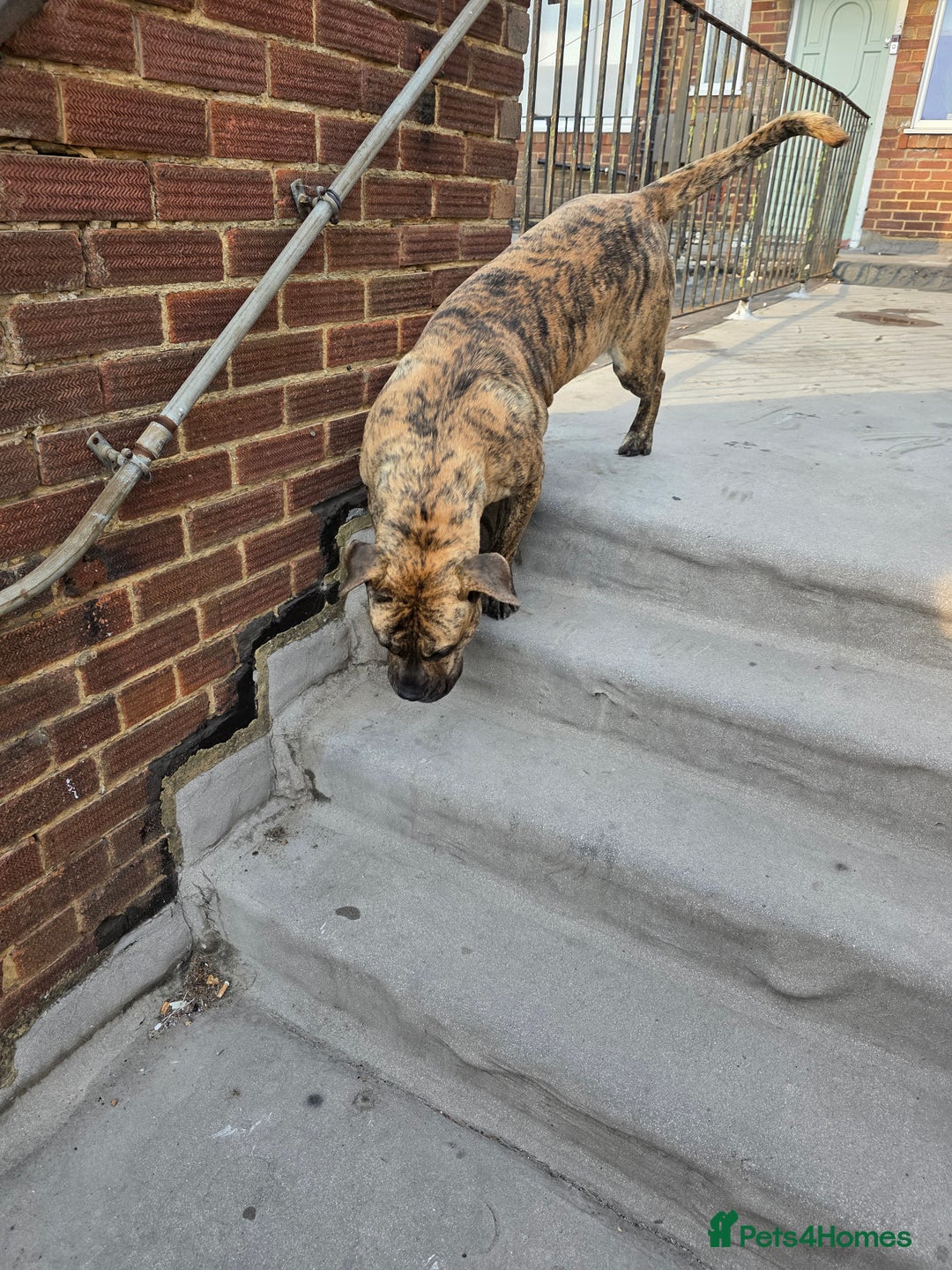 Presa Canario dogs for sale: Presa Canario Male  - Image 10