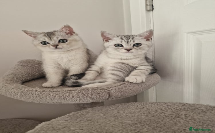 Scottish Fold cats - Advert 1