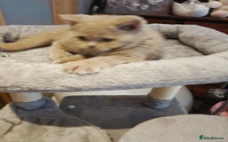 British Shorthair cats for sale: Fawn male Shorthair Tica  - Image 15