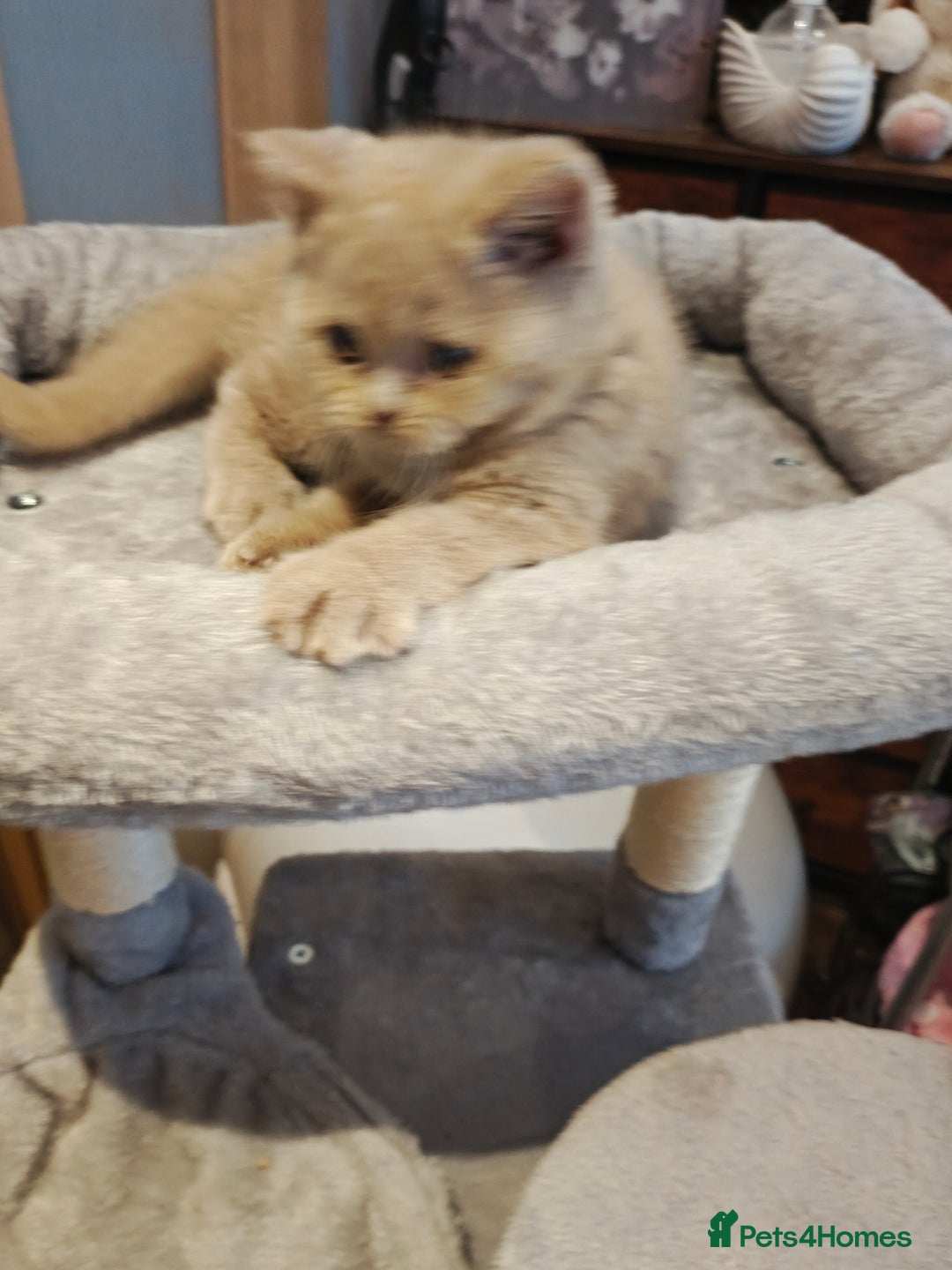 British Shorthair cats for sale: Fawn male Shorthair Tica  - Image 15