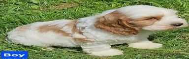 Mixed Breed 4